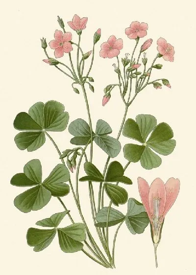 Картина Кислица флорибунда (1896-1897)