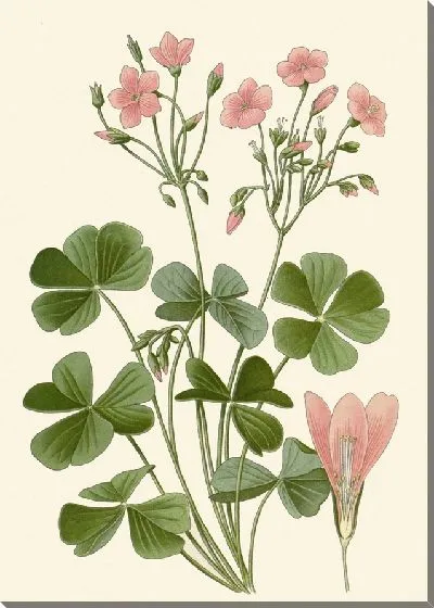 Картина Кислица флорибунда (1896-1897)