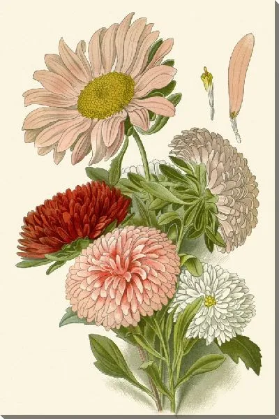 Картина Китайские астры (1896-1897)