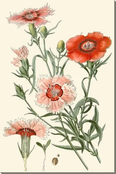 Картина Китайский розовый (1896-1897)