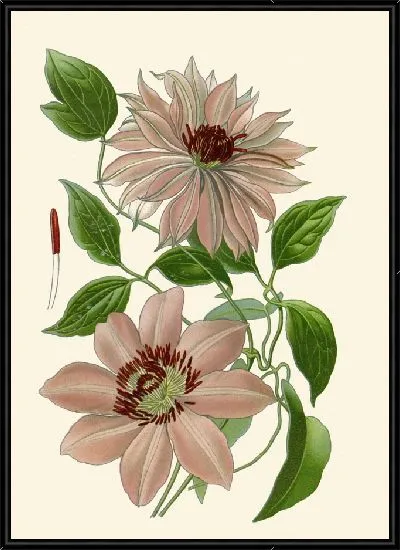 Картина Клематисы – Садовые сорта (1896-1897)