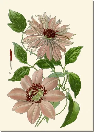 Картина Клематисы – Садовые сорта (1896-1897)