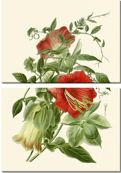 Картина Кобея Сканденс (1896-1897)