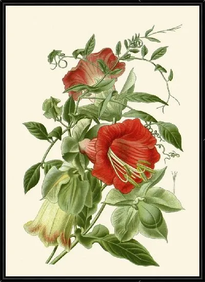 Картина Кобея Сканденс (1896-1897)