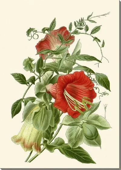 Картина Кобея Сканденс (1896-1897)