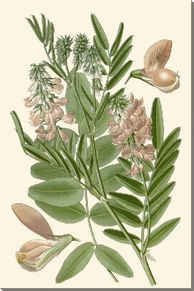 Картина Козья рута (1896-1897)