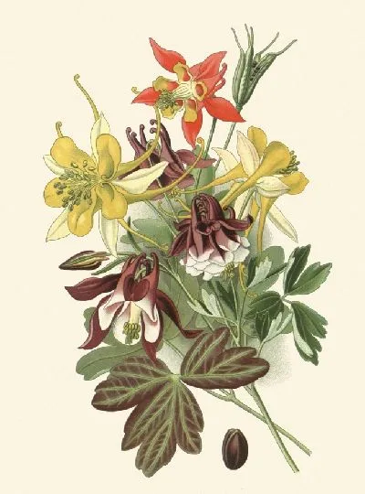 Картина Коломбины (1896-1897)
