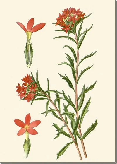 Картина Коломия Кокцинея (1896-1897)