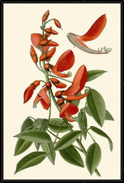 Картина Коралловое дерево (1896-1897)