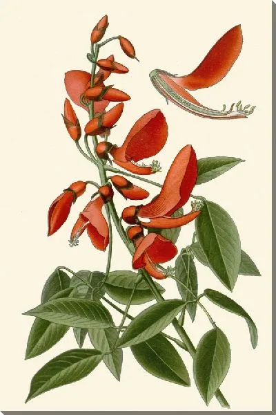 Картина Коралловое дерево (1896-1897)