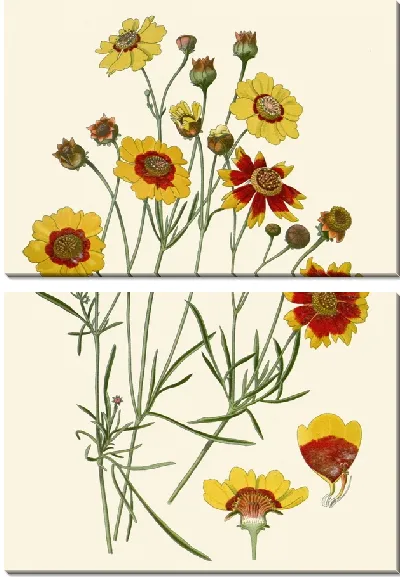 Картина Кореопсис Красковидный (1896-1897)