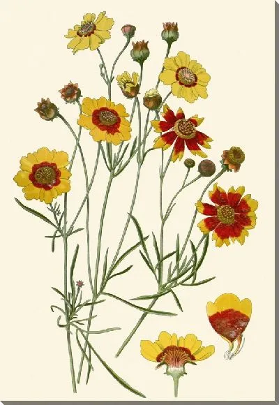 Картина Кореопсис Красковидный (1896-1897)