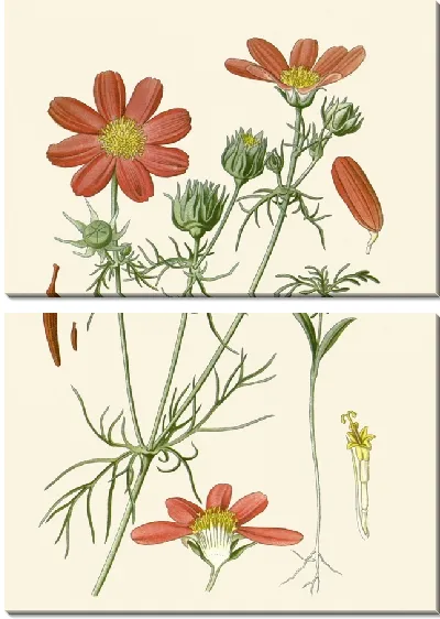 Картина Космос Двуперистый (1896-1897)