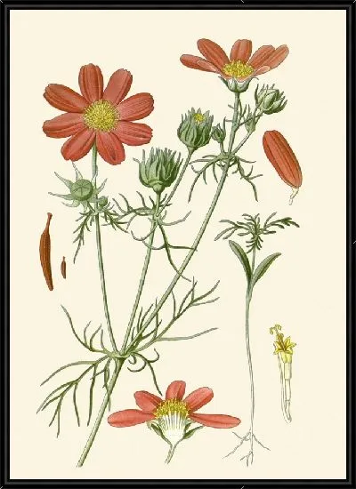 Картина Космос Двуперистый (1896-1897)