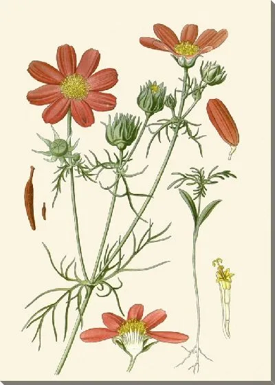 Картина Космос Двуперистый (1896-1897)