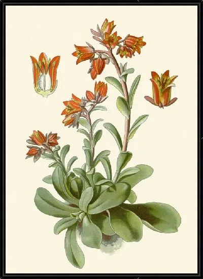 Картина Котиледон Ретуса (1896-1897)