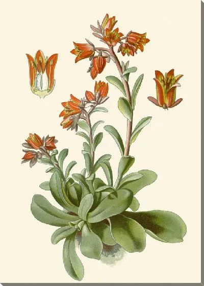 Картина Котиледон Ретуса (1896-1897)