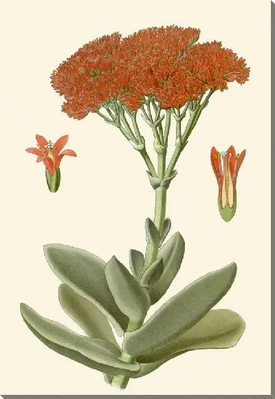 Картина Крассула серповидная (1896-1897)