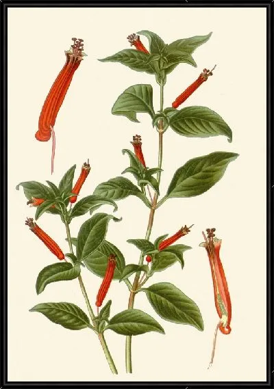 Картина Куфея Игнея (1896-1897)