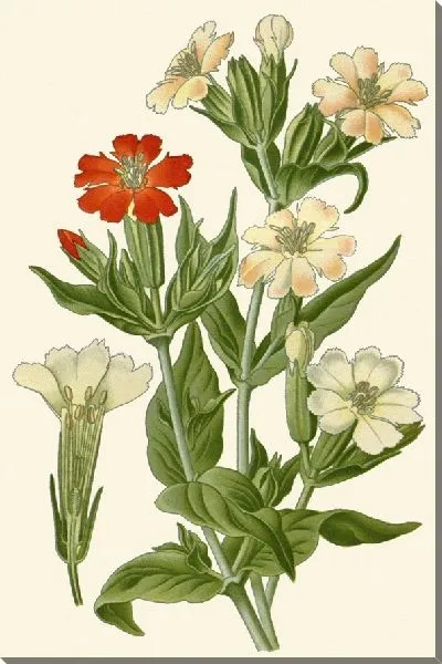 Картина Кэмпион (1896-1897)