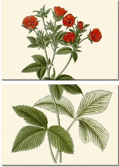 Картина Лапчатка серебристая (1896-1897)