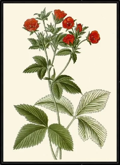 Картина Лапчатка серебристая (1896-1897)