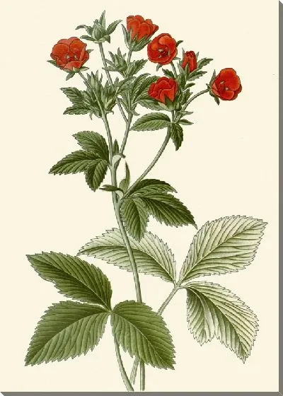 Картина Лапчатка серебристая (1896-1897)