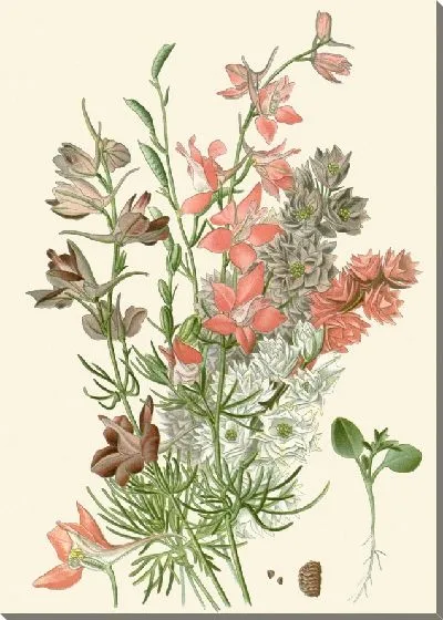 Картина Ларкспурс (1896-1897)