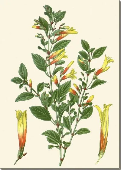 Картина Либония Флорибунда (1896–1897)