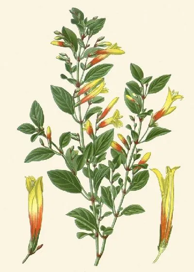 шаблон id 34