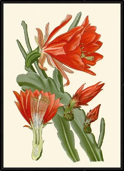 Картина Листостебельный кактус (1896-1897)