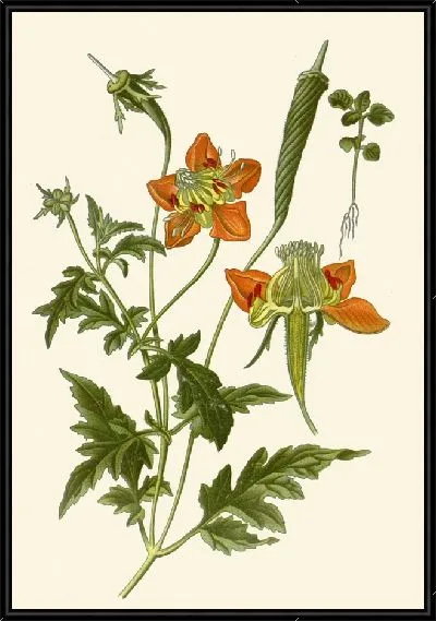 Картина Лоаса Латериция (1896-1897)