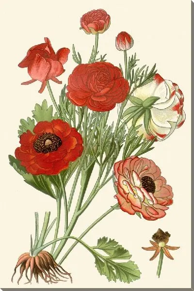 Картина Лютик азиатский (1896-1897)