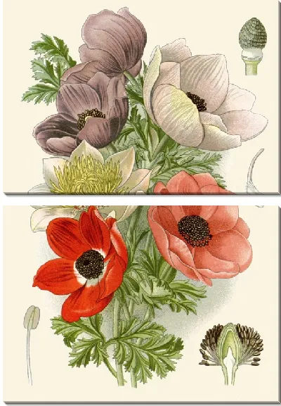 Картина Маковая анемона (1896-1897)