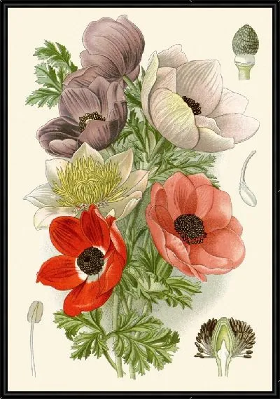 Картина Маковая анемона (1896-1897)