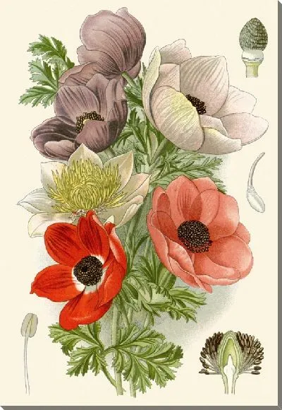 Картина Маковая анемона (1896-1897)