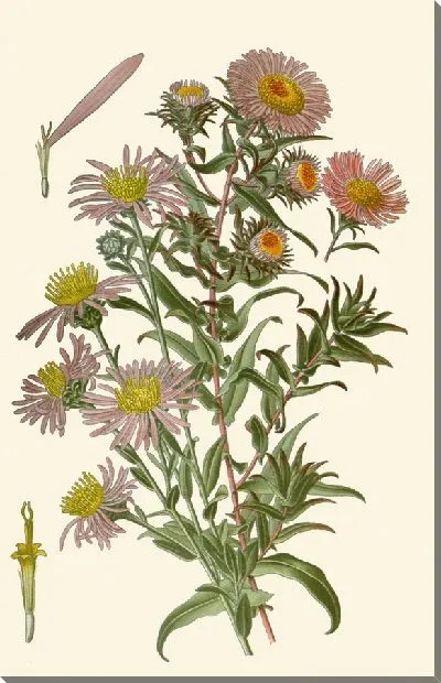 Картина Маргаритки на Михайлов день (1896-1897)