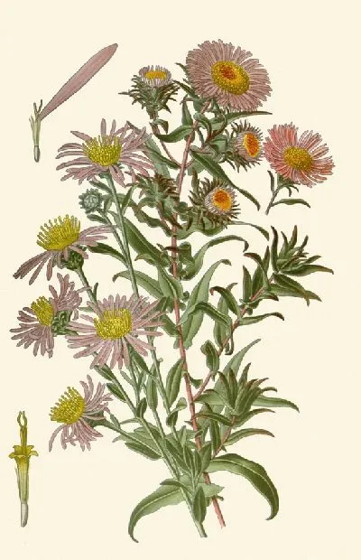 Картина Маргаритки на Михайлов день (1896-1897)