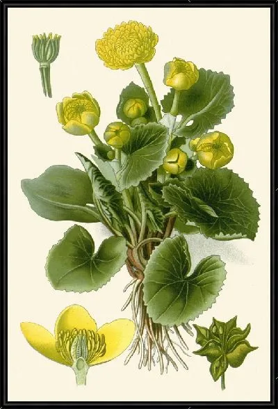 Картина Марш-Маргольд (1896-1897)