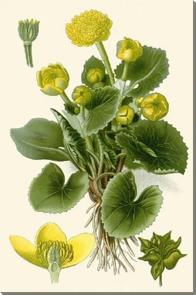 Картина Марш-Маргольд (1896-1897)