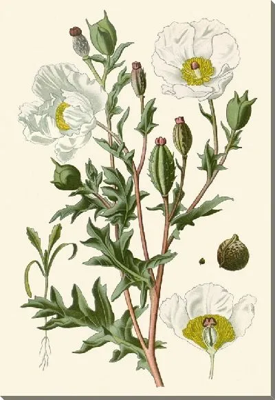 Картина Мексиканский мак (1896-1897)