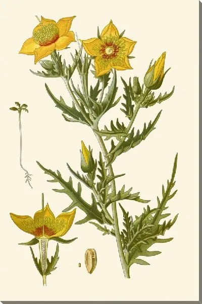 Картина Менцелия Линдлей (1896-1897)