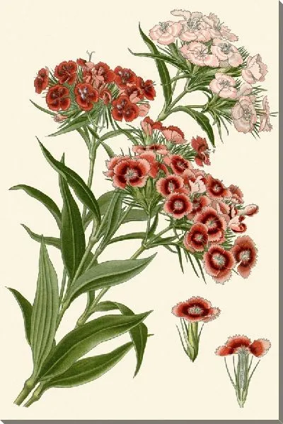 Картина Милый Уильям (1896–1897)