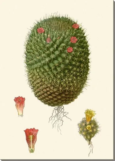 Картина Мимиллярия Пусилла, Мамиллярия Роданта (1896-1897)