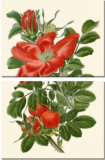 Картина Морщинистая роза (1896-1897)
