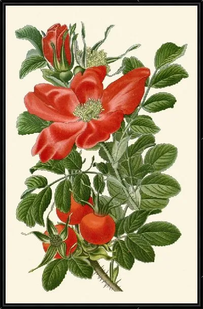 Картина Морщинистая роза (1896-1897)