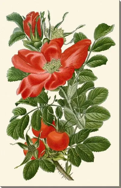 Картина Морщинистая роза (1896-1897)