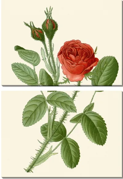 Картина Моховая роза (1896-1897)