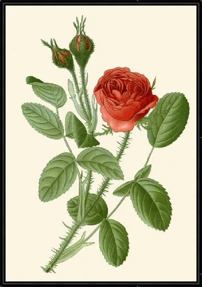 Картина Моховая роза (1896-1897)