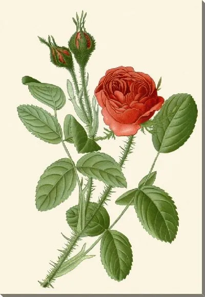 Картина Моховая роза (1896-1897)